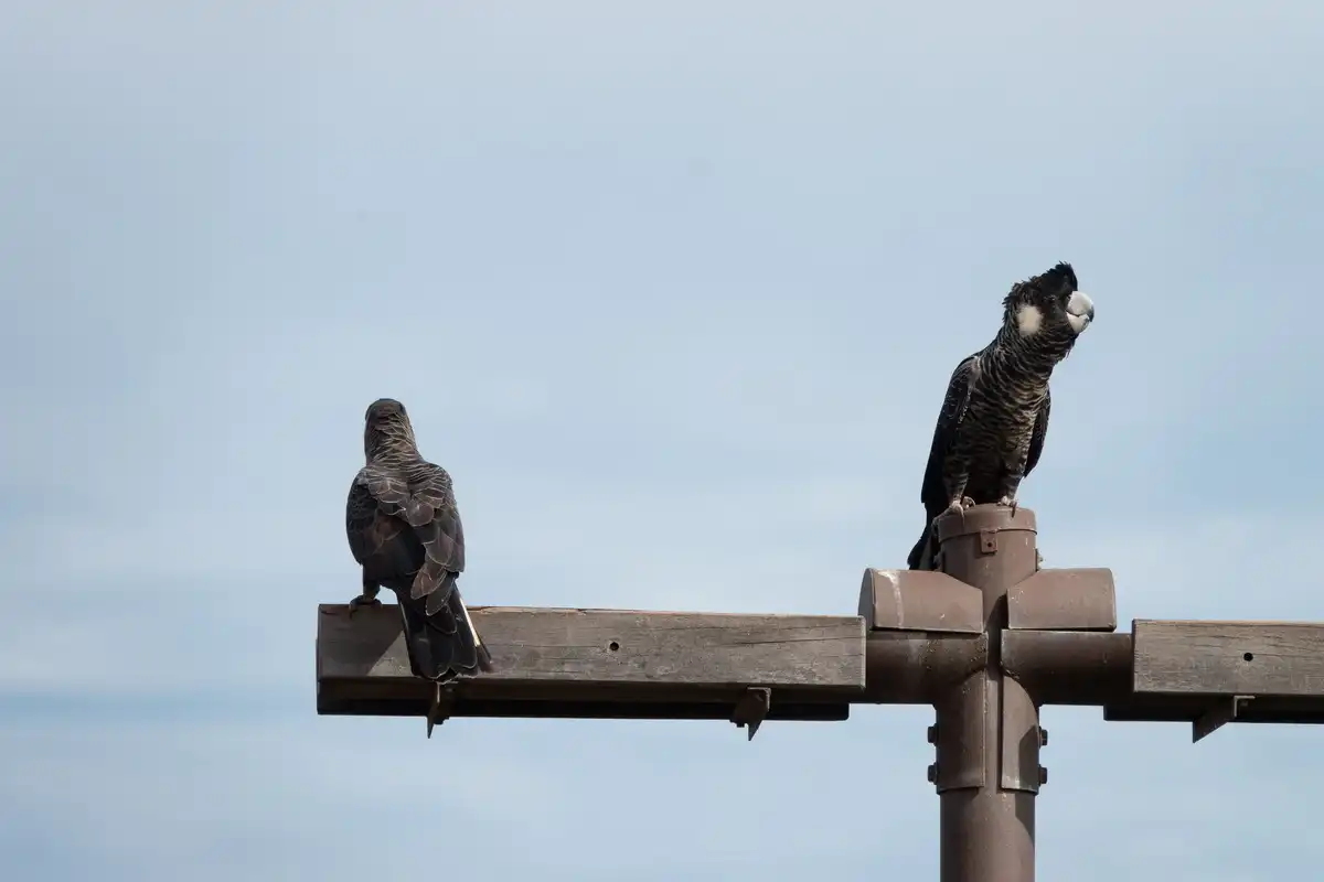Two cockatoos on a watering station in Mandurah